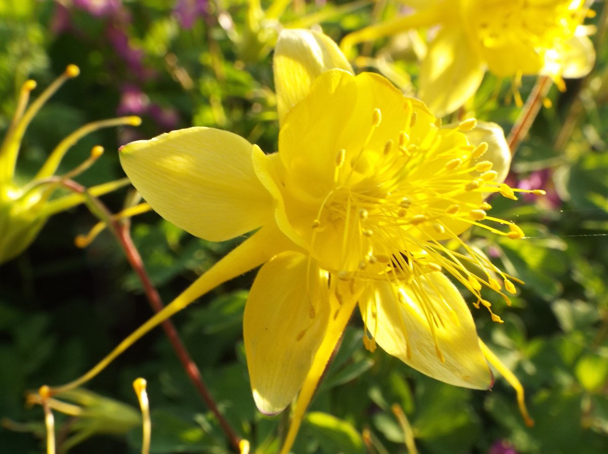 いりちゃん 花と月に魅せられて V Twitter おはようございます きょう5月日の誕生花はセイヨウオダマキ 花言葉 必ず手に入れる 勝利 断固として勝つ やデルフィニウム 花言葉 あなたは幸福をふりまく 清明 誰もがあなたを慰める 口には出さない