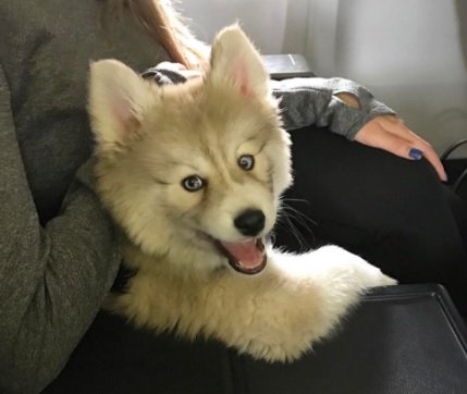 PomskyCentral's tweet photo. Check out @TeamCJCorrea Pomsky! https://t.co/CyZJXyyTOp  #pomsky #pomskylife #pomskypuppy #pomskyoftheday  #astros https://t.co/x0mTmltHKP