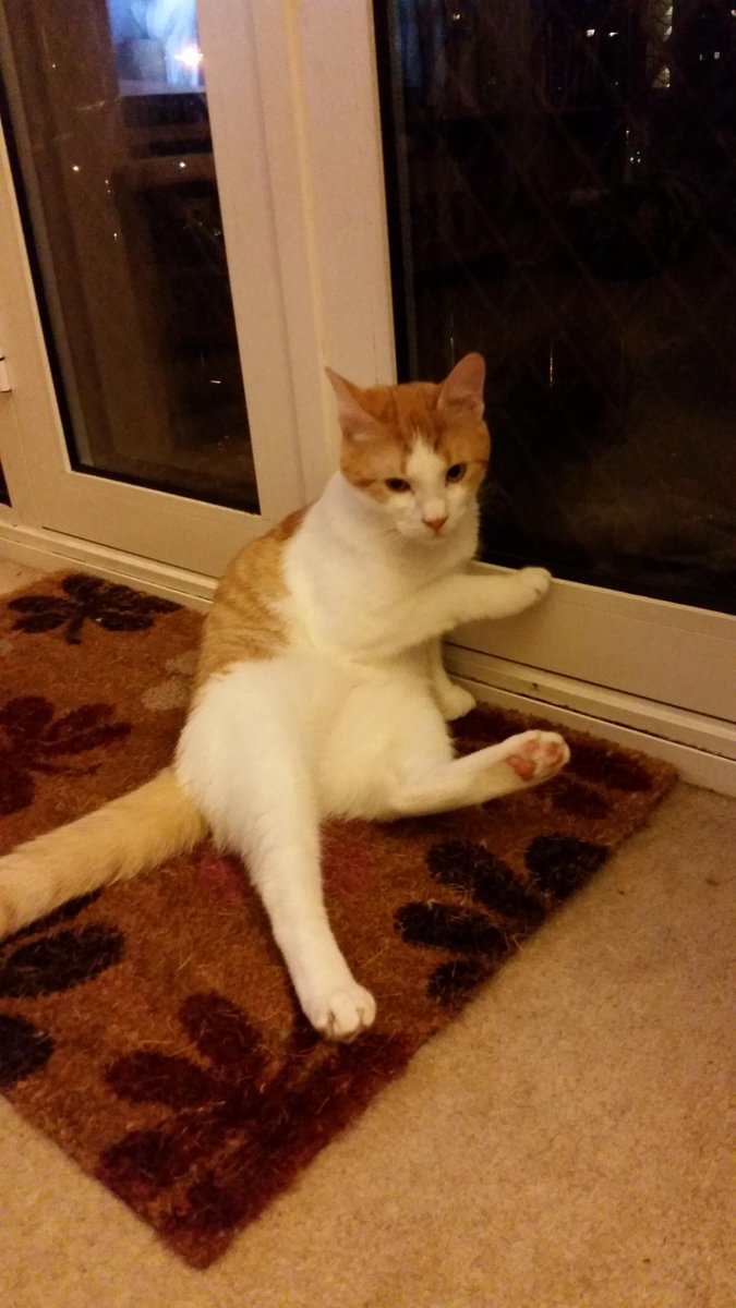 Cat lost in Hayling Island (PO11 