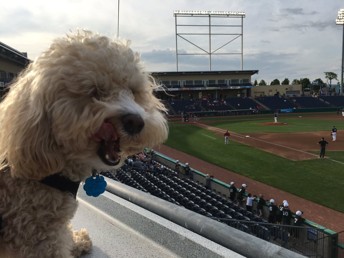 "Strike Three...YOU'RE OUTTA THERE!!" ⚾️🌭
