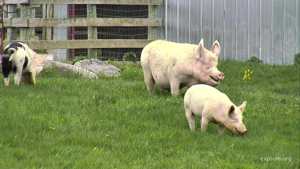 CompassionMeal's tweet photo. @FarmSanctuary Cameron now lives happily w/ his adoptive mom &amp; brother, all rescues! https://t.co/WdNwaCrj3O

Pic: CamOp_Kathy, via https://t.co/RcWGcyhlUo https://t.co/igL4Eodktd