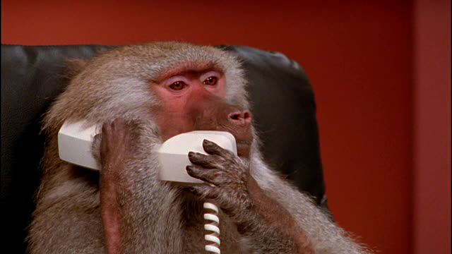 FLASH POINT ⚡️ on Twitter: "@Super5pace @BurritoGG We heard you're posting  monkey gifs? https://t.co/bMeVu2E13x" / Twitter