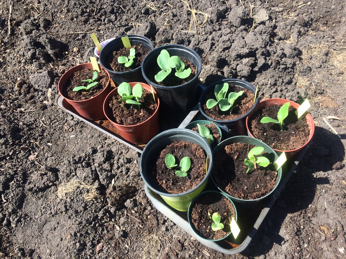 kifehr's tweet photo. I'm planting today!!! #embracespring #gardening @TheGardenChat #edmonton @Alberta411 @SalisburyGarden @sunday_gardener @HolesOnline https://t.co/o70V3ryjfg