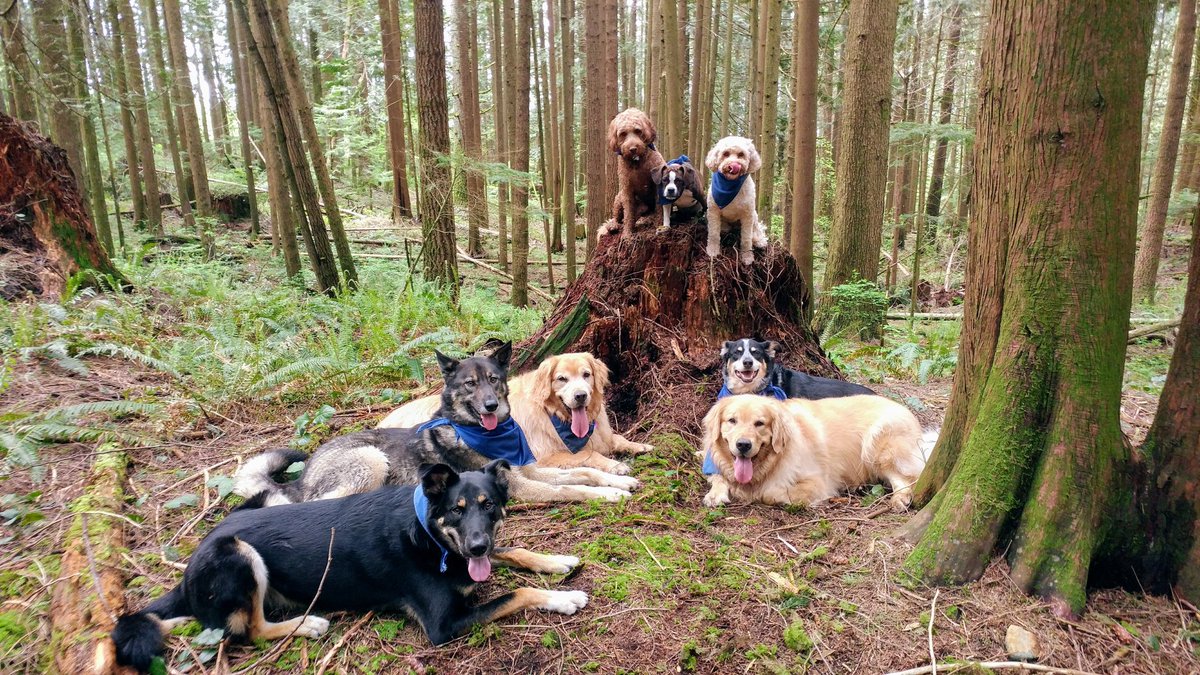 AdventuresDog's tweet photo. #Fridayfuntimes https://t.co/BpRetBLPkj