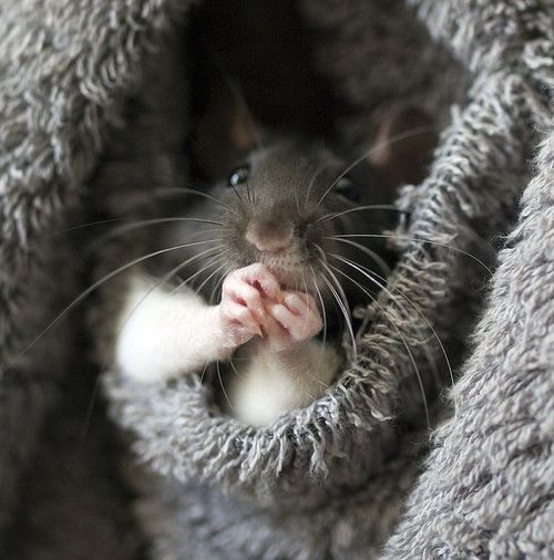 cute rats (@ratspics) on Twitter photo 