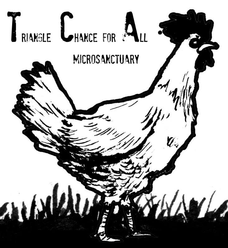 sideHustleZine's tweet photo. Highlight on one of our charities, @TriChanceforAll ! TCA rescues farmed animals in the Triangle of NC &amp; works to end animal exploitation🐓❤️ https://t.co/YSBy0P8BbI