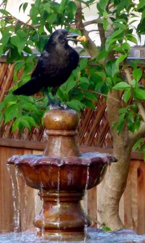 MarshaWietecha's tweet photo. #crow #fountaintime in my #backyard #foundapeanut https://t.co/tn99oyGAz7