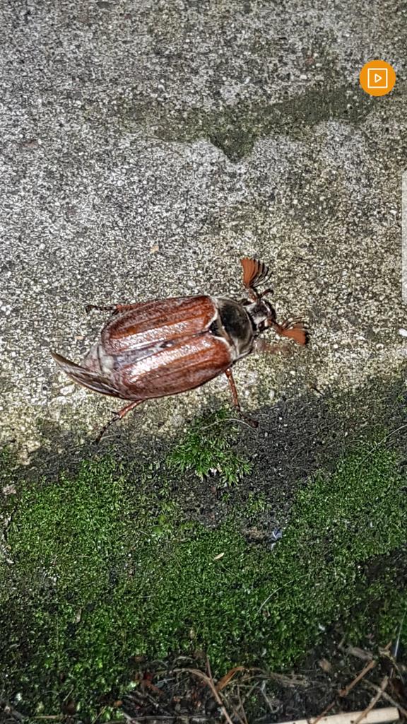classygenes's tweet photo. Having seen one of these beetles tonight I now know it is a cockchafer. Which was an insect class RN ship. Yuck.

https://t.co/D1IZHyCLnB https://t.co/f7S45BqPuL