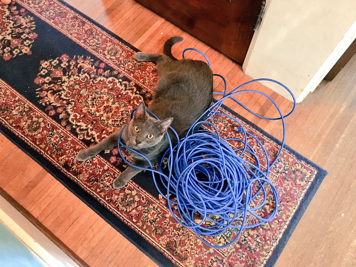 HallyuBack's tweet image. Minho is wired in! 😸#techkitty #dadjokesfordays