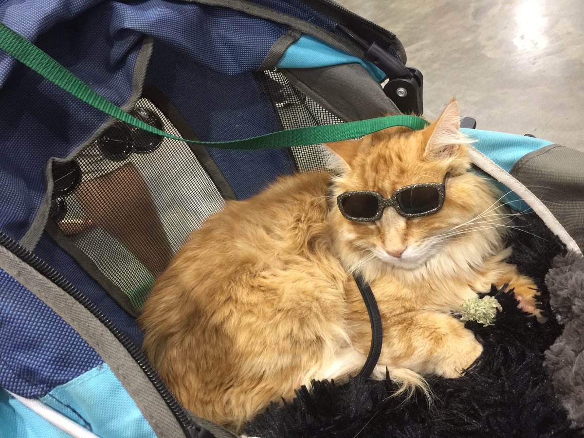 FreeRaisedPets's tweet image. #BlogPaws 2017 Conference. Warm people who give back to their communities and cool cats