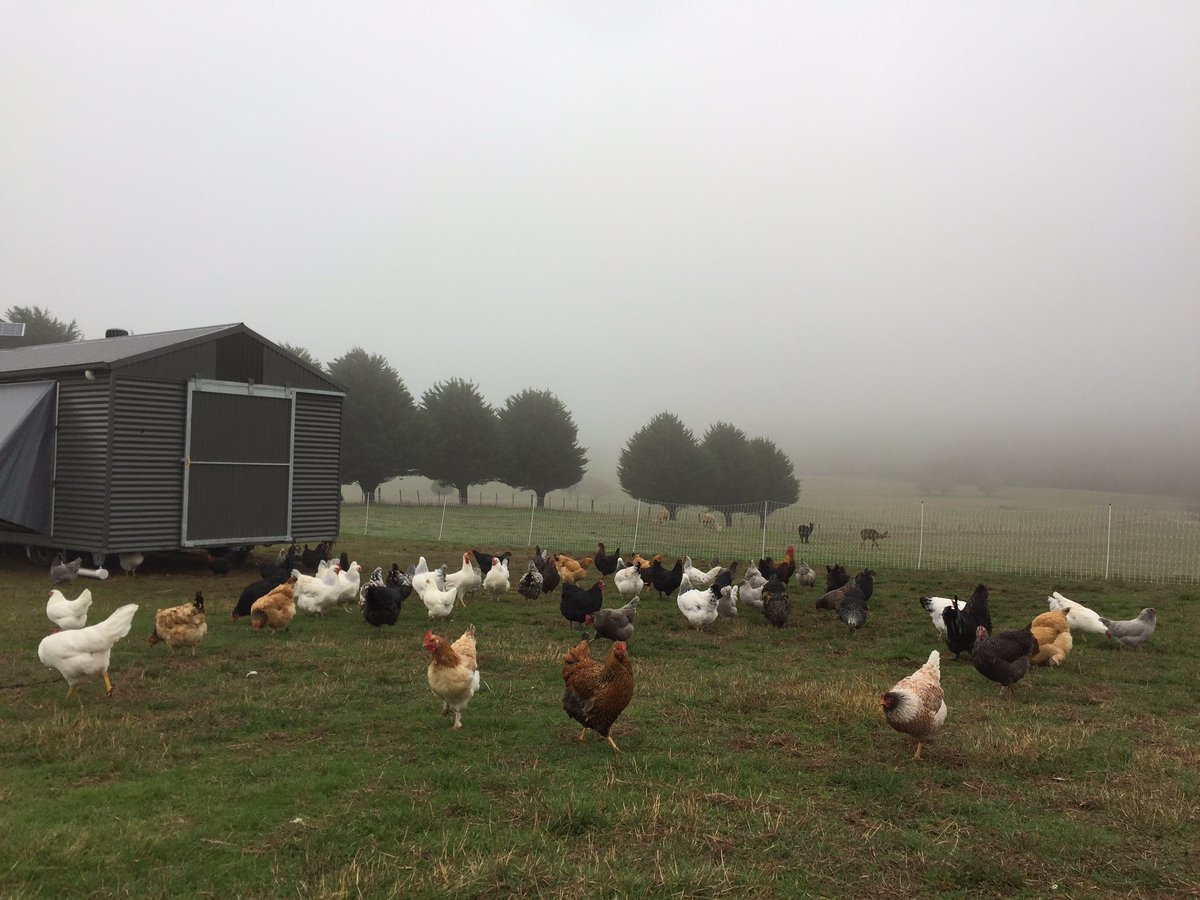 Our flock now integrated and out enjoying the foggy morning!
