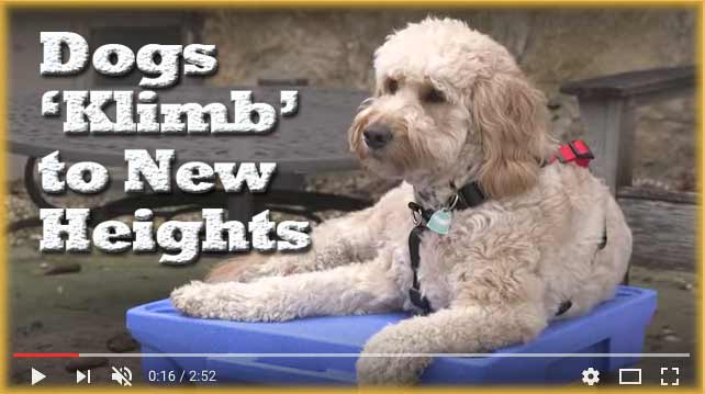 sitedoodles's tweet image. Dogs ‘Klimb’ to New Heights youtu.be/POpyZLIagH4  via @YouTube #SAPPHIRENOW @SAP #SAPSMALLBIZ