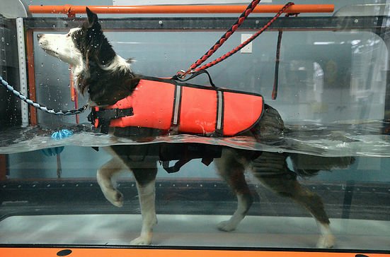 GoFetchca's tweet image. We sniffed out some of #Toronto's best dog physio and rehab centres for your pup. More on the #blog! bit.ly/2pUCg68 #dogphysio