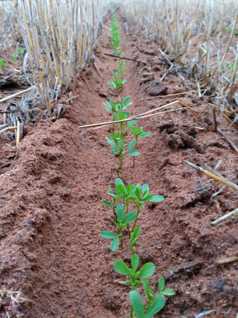 I'm a first time Lentil grower, is this ready to roll?