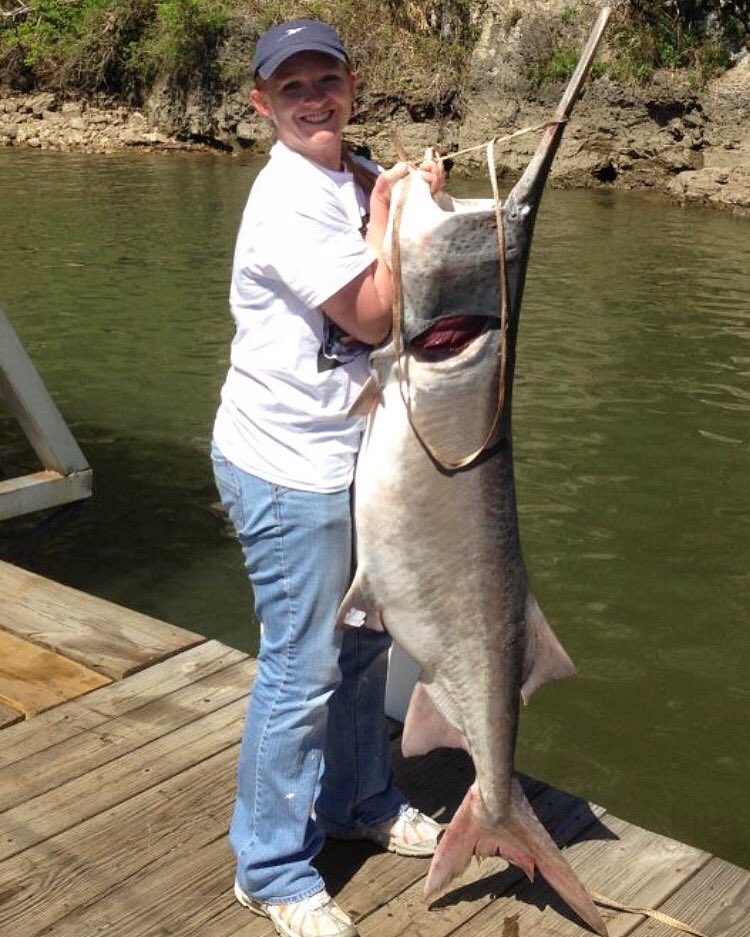 TUFLineOfficial's tweet photo. 78lb #spoonbill caught on TUF-LINE!
Trust = The Ultimate Fishing - Line
.
.
.
.
.
#tufline #tuflinepeaceofmind #fishing #freshwaterfishing https://t.co/0v1cuhja5m