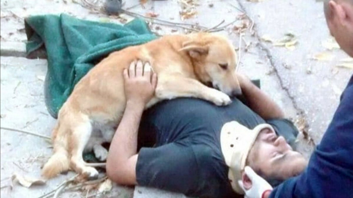 todonoticias's tweet photo. La conmovedora historia de Tony, el perro que "abrazó" a su dueño cuando cayó de un árbol https://t.co/lTsSGnDLsc https://t.co/alUgf0mUzw