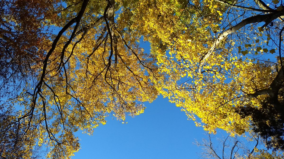Autumn colours in Emerald. Playing a few songs at the Dandenong Ranges Ukulele Festival tonight at 7pm! facebook.com/dandenongrange…