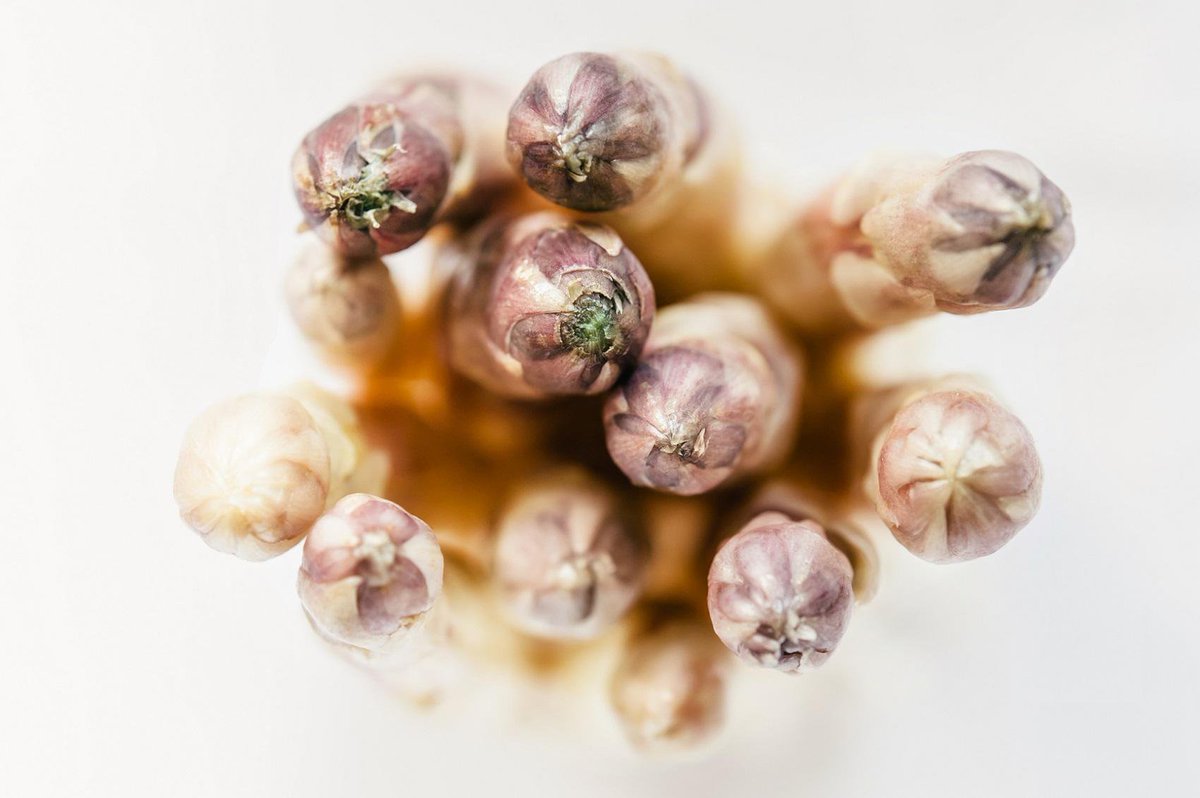 Weet jij waarom groene asperges, in tegenstelling tot witte, wel in de winter verkrijgbaar zijn? 

goodfoodtour.nl/tour/beelitz-d…