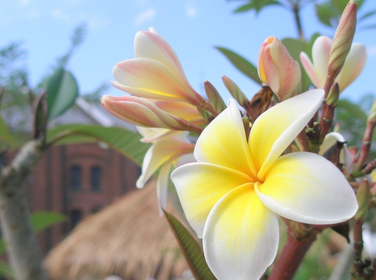 世界の花図鑑 Na Tviteru プルメリア ハワイを代表する花として有名でハワイのホノルル空港を抜けるとプルメリアの花の香りが漂います 満月の夜明けにプルメリアの花を集めてレイ 花飾り を好きな人に渡すことができれば その夢が叶うという言い伝えがあります
