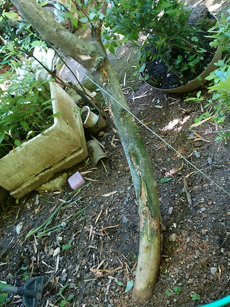 0108Hisato's tweet photo. @HuntConsultancy @RRD_Davao @SCPh_PIO @VP @AbeShinzo &i need to do barricade W/steels my bloomyイチヅク🌴tree so it would not be destroy like📷#4that was ruined lastyear byDfuckingYakuzaTROOPs寝る前👍📡ネ! https://t.co/AAvEIGX0Ye
