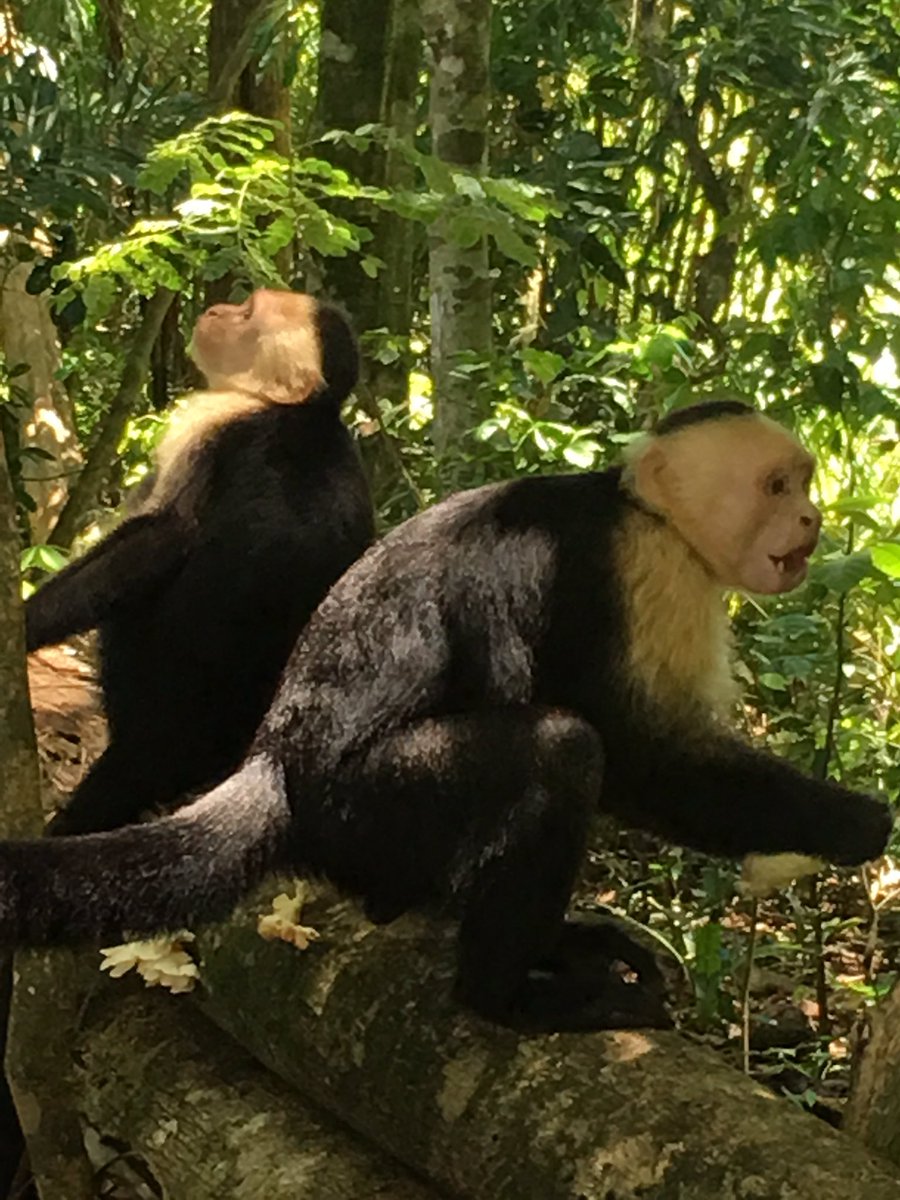 DrScottHarbin's tweet photo. Loving #CostaRica #whitefacemonkeys https://t.co/VM6XKVyVwC