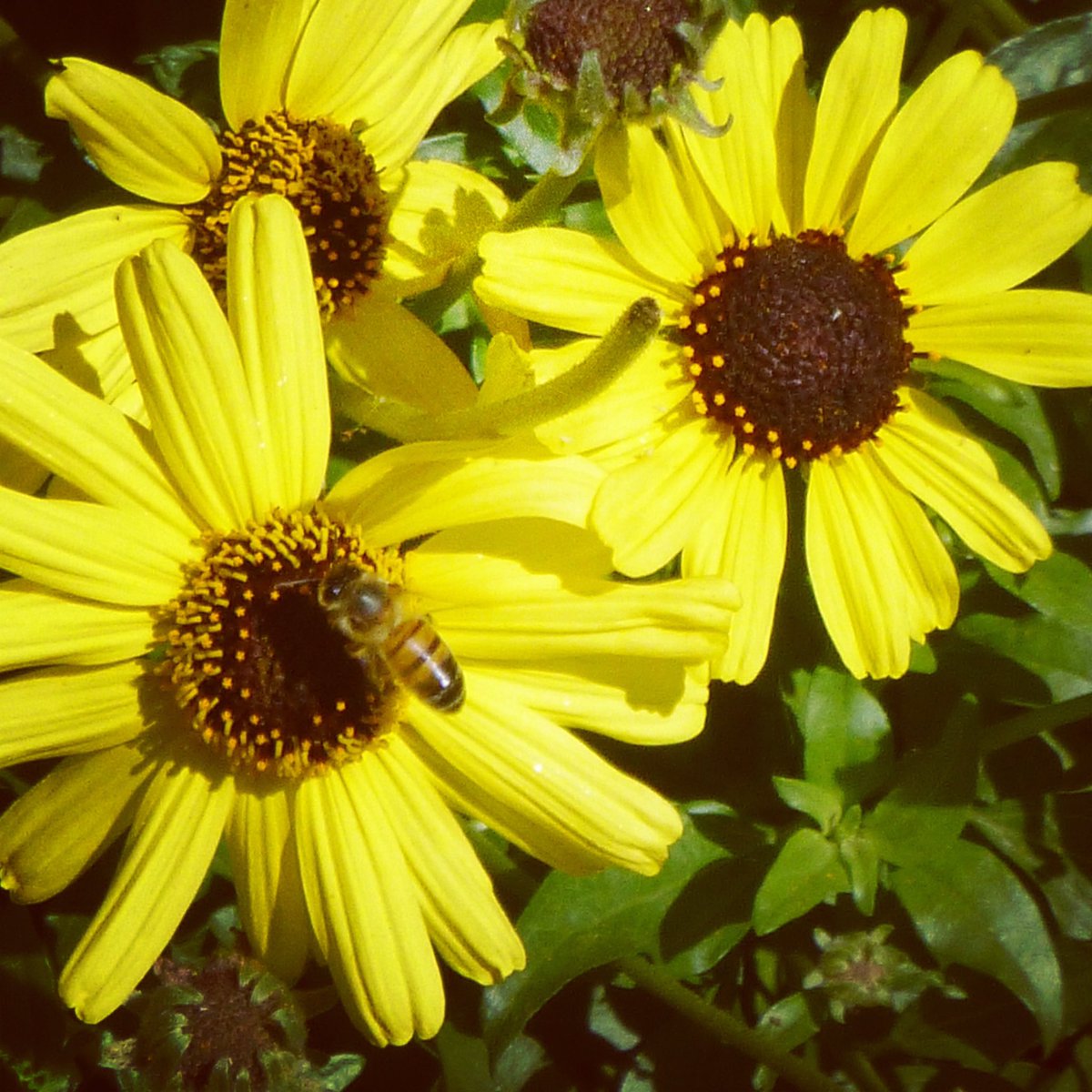 LakesideRvrPrk's tweet photo. Happy Friday! #lakesideriverpark #sandiegoriver #hike #OptOutside #bees #SanDiego #sdriver #Trails https://t.co/FbcAyGsc1u