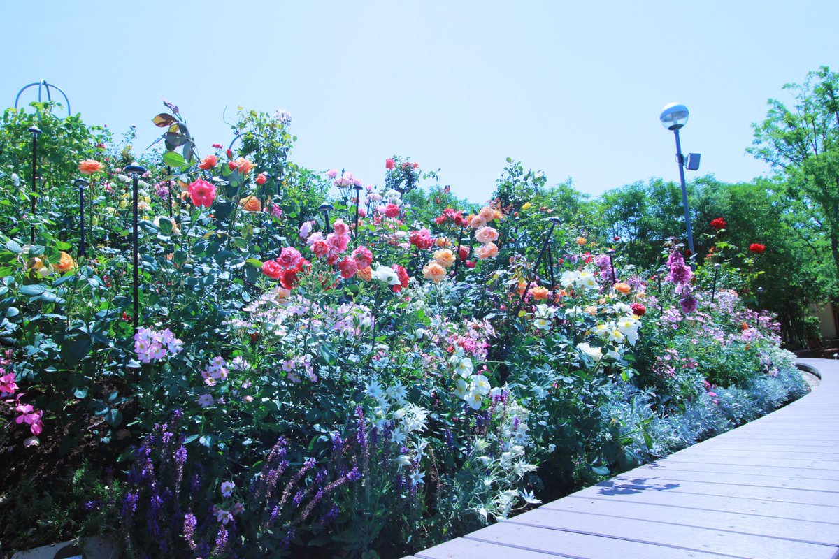 ラグーナテンボス おはようございます 今週のフラワーラグーン はいつもよりボリュームたっぷりで見ごたえ満点 さらに今日と明日の2日間 フラワーショップ フルール でミニバラつめ放題のイベントも開催中です ラグーナ ラグーナテンボス フラワー