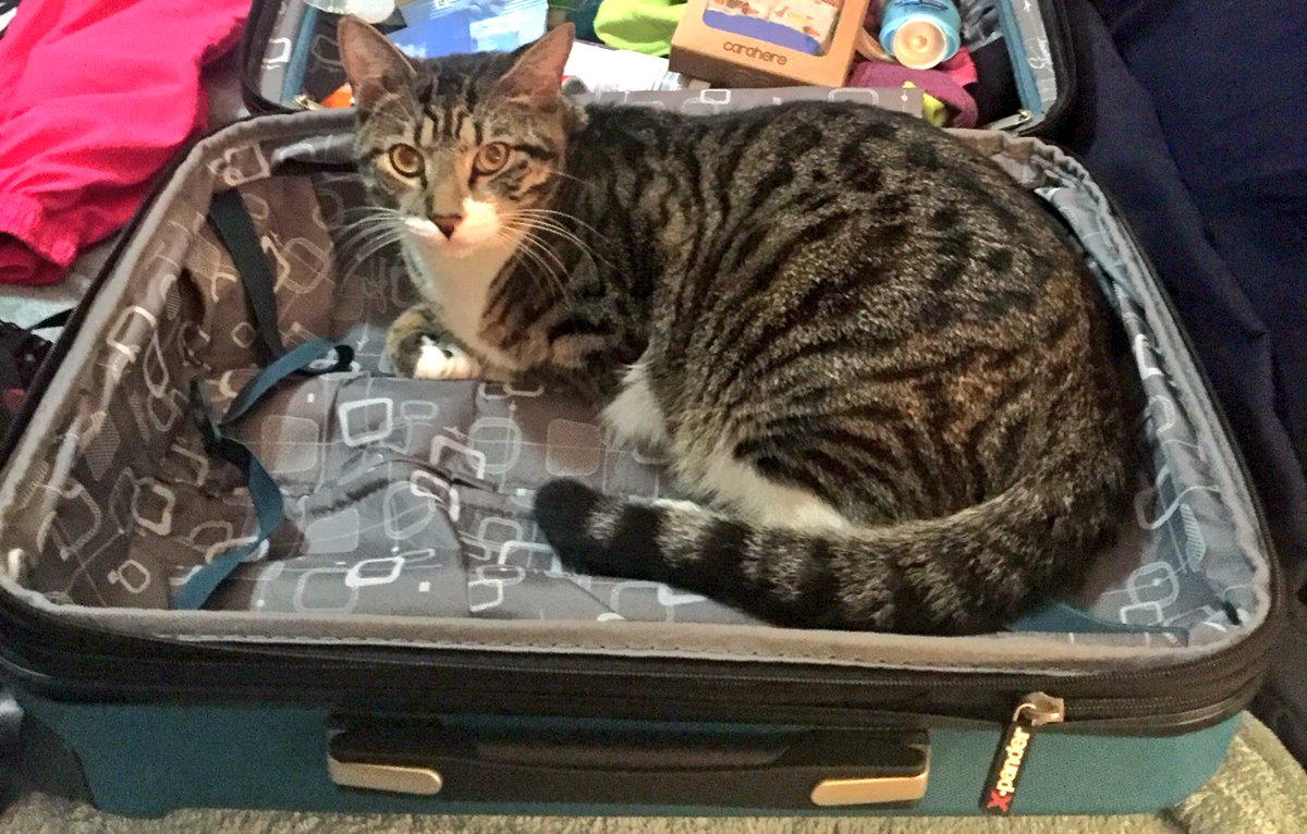 steitzen's tweet photo. When your list says "Make sure to pack entertainment"... does this count? #packingthoughts #itwouldbefunthough #suitcasecat https://t.co/2DPaDubBOx