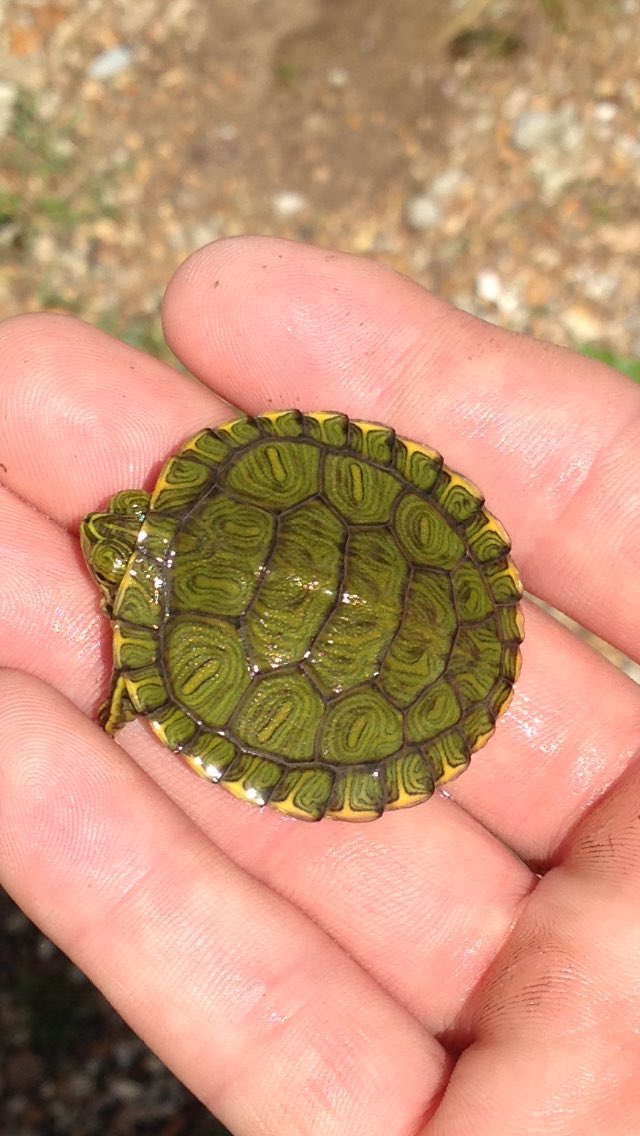 WITTness69's tweet photo. I haven't tweeted in over 3 months. So here's a turtle I found in my house after it flooded. https://t.co/3TwqpXxzhp