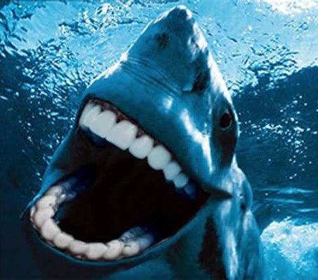 StephGardner58's tweet photo. This is what Steve Harvey would look like if he were a shark. https://t.co/GPBxZNE9Fo