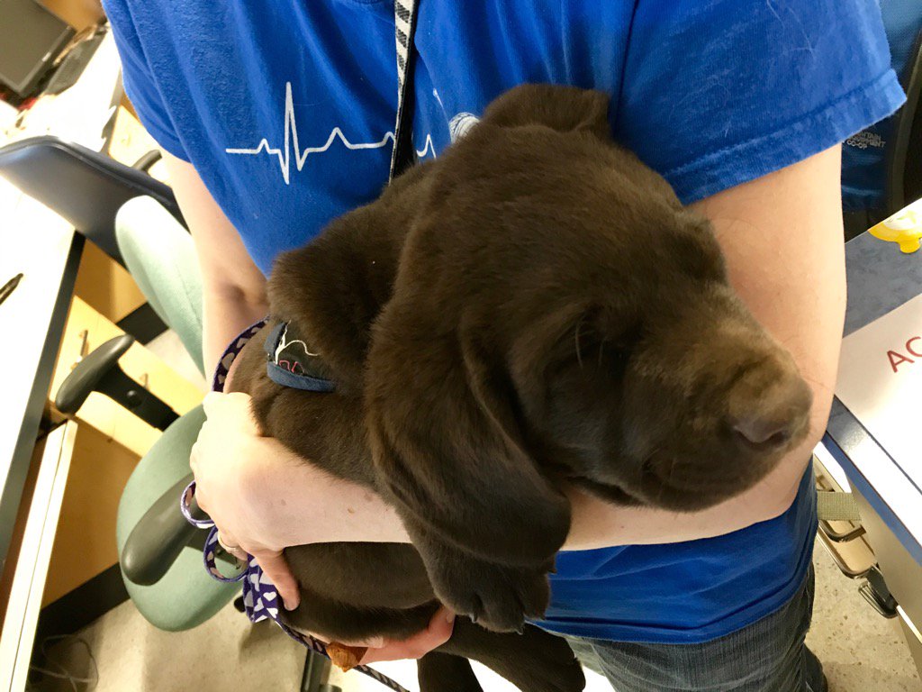 Gas_Air_CCdoc's tweet photo. I nominated this ICU nurse owned pup to become our future therapy dog 🐶.
And then I got him off to asleep 
#gasdoc 😴 https://t.co/xHTwAhgSU9
