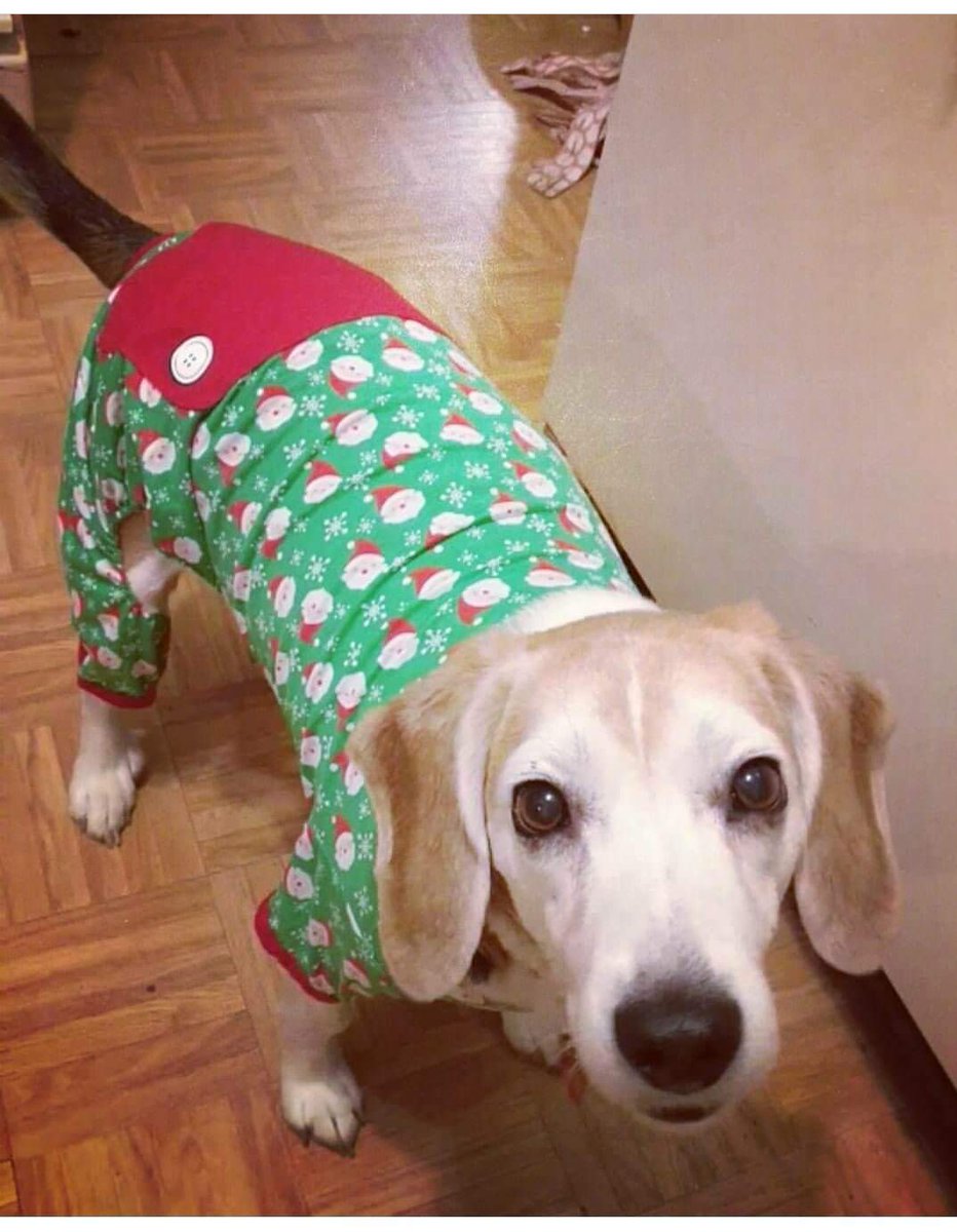 PupperOrDoggo's tweet photo. He says his name is Chubawuba woofo. #TeamPupper or #TeamDoggo ? https://t.co/0RUVqeCvxQ