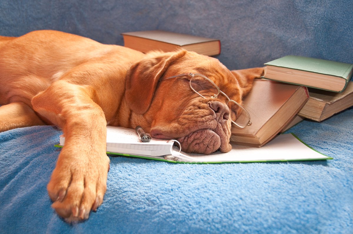 Shooq's tweet photo. Just taking a super quick study break... 💤💭
#nap #university #college #studying #studybreak #studysohard #studydog #collegelife #napping https://t.co/3VNF1EATeZ