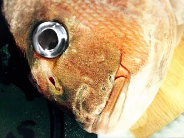 O Xrhsths モンブラン Sto Twitter 上司に死んだ魚みてぇな目してんな やる気無いなら帰っても良いよ とか言われてマジ腹立ったから自分の眼に死んだ魚の眼を合成してやったらまさかの結果に 結果 やる気のない顔 死んだ魚の眼 は ほぼキム グッドマンだった O Xrhsths モンブラン Sto Twitter 上司に死んだ魚みてぇな目してんな やる気無いなら帰っても良いよ とか言われてマジ腹立ったから自分の眼に死んだ魚の眼を合成してやったらまさかの結果に 結果 やる気のない顔 死んだ魚の眼 は ほぼキム グッドマンだった