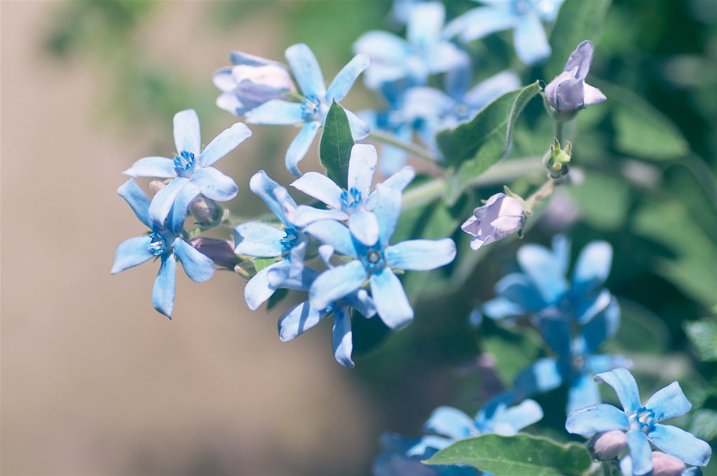 希望の花言葉 ブルースター 花びらが青い星のように見える花 西洋では男子の誕生を祝うときにもラッキーカラーとして ブルースターが贈られるそうです 花言葉は 信じあう心 希望の花言葉 ブルースター 花びらが青い星のように見える花 西洋では男子の誕生を祝うときにもラッキーカラーとして ブルースターが贈られるそうです 花言葉は 信じあう心