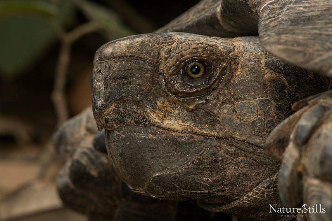 Conservation_BD's tweet photo. Manouria emys on our mind this #EndangeredSpeciesDay. We're working on securing current populations with @TurtleSurvival &amp; adding more! https://t.co/Gv4dpQkj9S