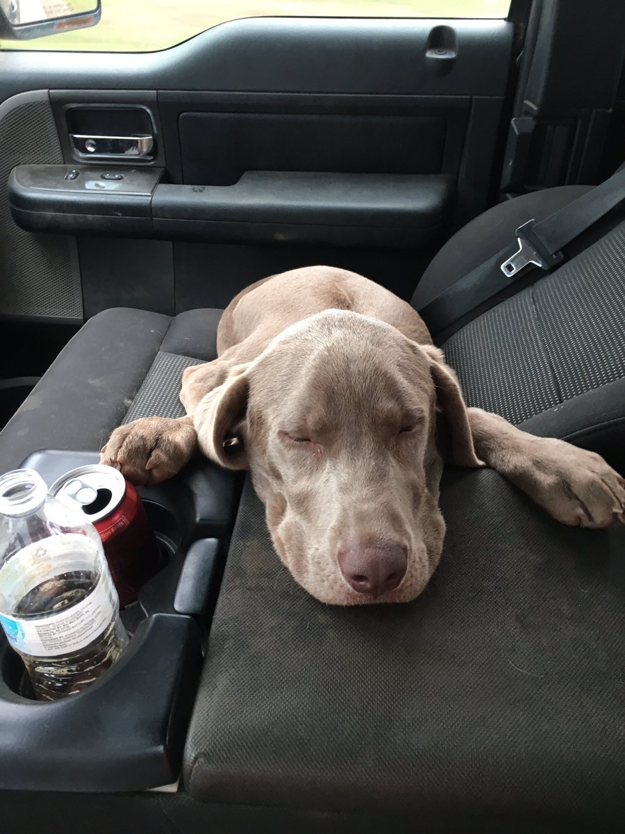 Kade_McMillin's tweet photo. My best friend went missin today. If anyone sees him around or knows where he might be please contact me. $200 reward. RT to help me please. https://t.co/o18oeR8Dw7