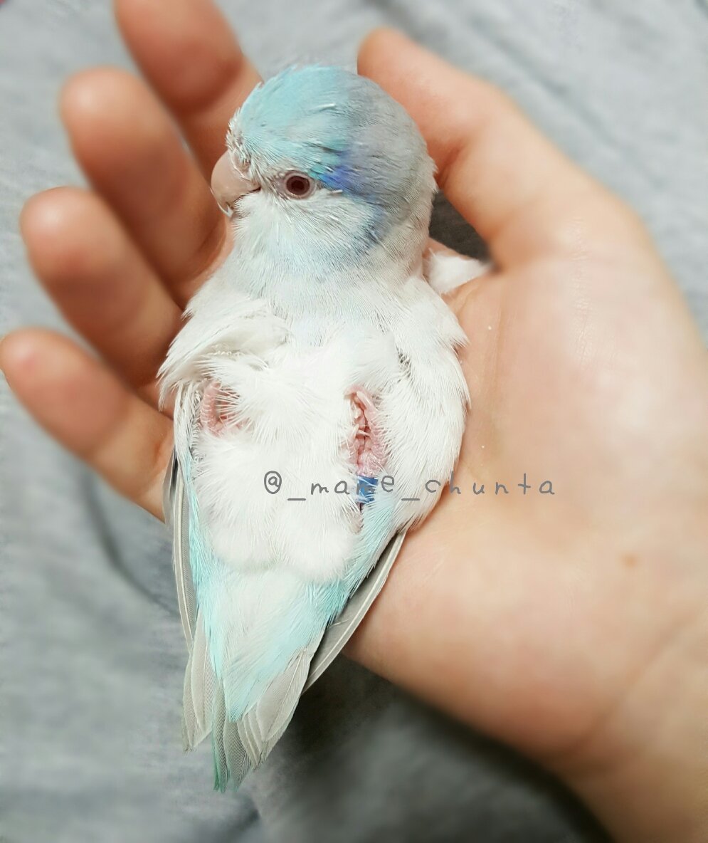ちゅんたぴ かわいすぎる マリルリハ インコ マメルリハインコ ニギコロ T Co Hrydhacnia Twitter