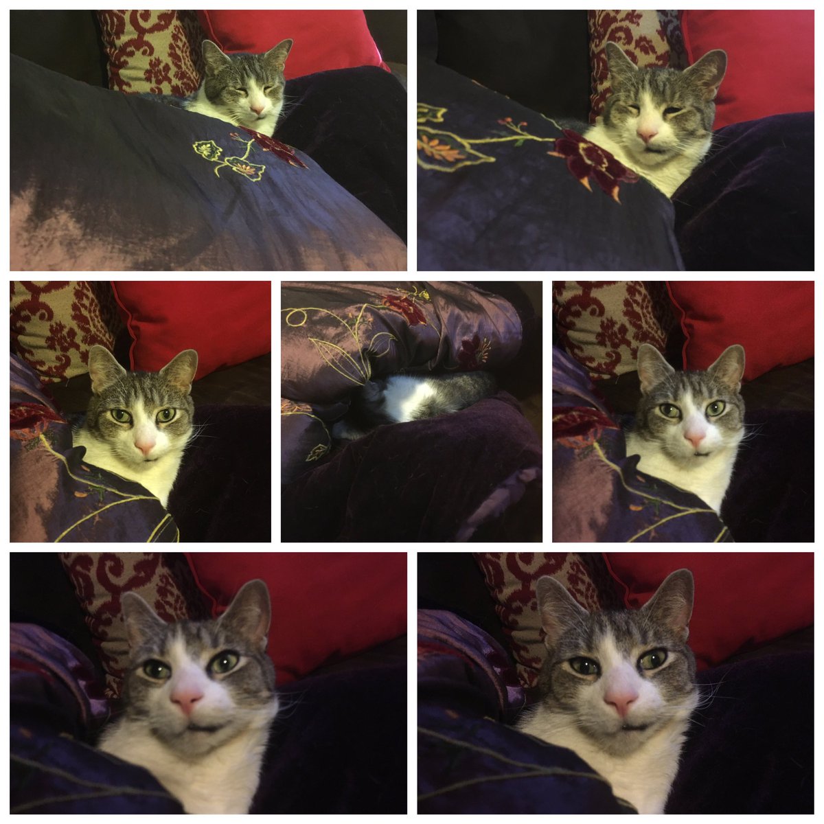 RockyIsCat's tweet photo. I think Rocky likes this purple blanket more than he likes us. #Rockistan https://t.co/8GQLoJbqPc