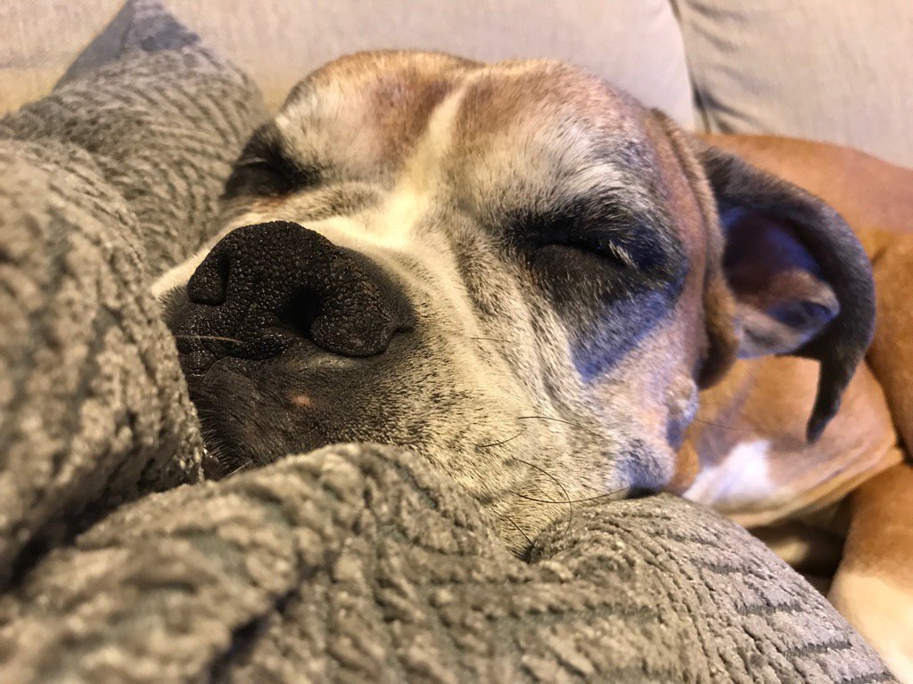 idibirdi's tweet photo. The v goodest of all the v good boys #oliverwoliver https://t.co/ggXzC7Dpf7