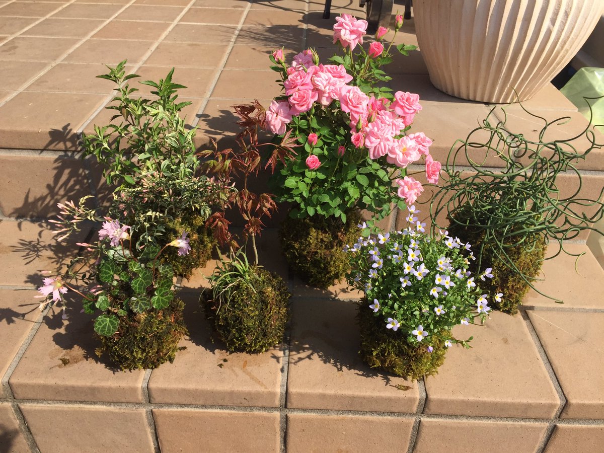 mossball_lave's tweet photo. #苔玉 

#苔 #コケ #moss #japanese https://t.co/MBCuarMZVI