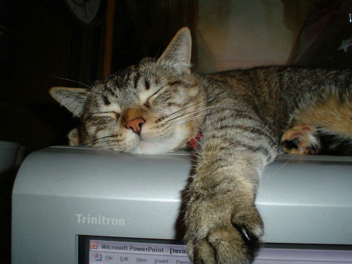 BorisShirotshug's tweet photo. Su Radiante Felineidad pide por la salud de su amiga Tabby, quien sufrió un accidente y se encuentra en recuperación #PalabraDeBoris https://t.co/gW7uicszyS
