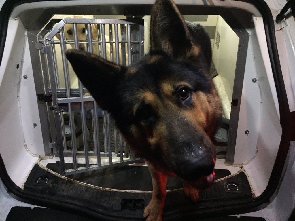 NS PoliceDogs tweet media