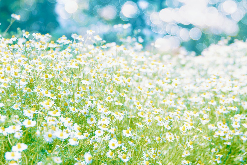 Every2323 爽やかなカモミールの花畑 花言葉は 逆境に耐える 逆境で生まれる力 和名は加密列 カミツレ 創作に使える素材 フリー素材 Photography T Co 3unlrnx8r7 T Co Ileudaalvj