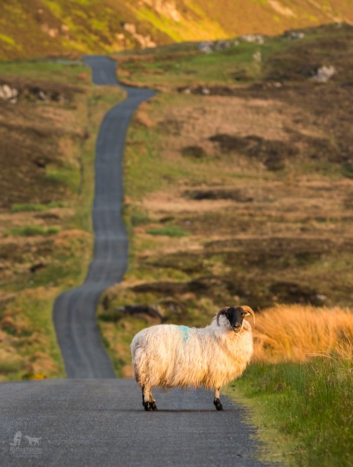 ritawilsonphoto's tweet photo. The long and winding road at Lough Salt Co. Donegal @visit_donegal @oldeglenbar @donegalpage https://t.co/ZdOPa3m5fz