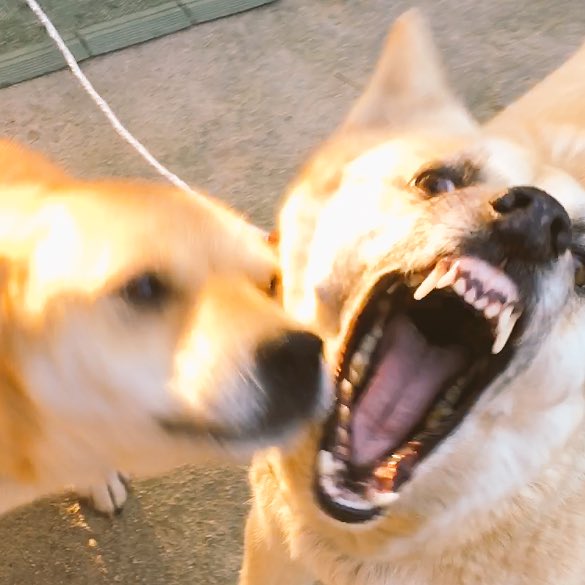 vloc_ol's tweet photo. 〜愛のむきだし〜 https://t.co/tii0JagxNu