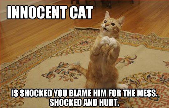 CasaMoroboshi's tweet photo. #cat #lolcat #gatto https://t.co/9qrBBOVB62