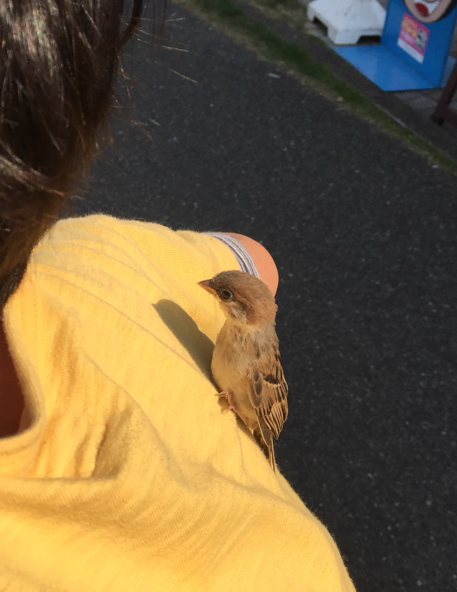 間違えちゃった！？かわいい雛鳥を肩に乗せる少年w