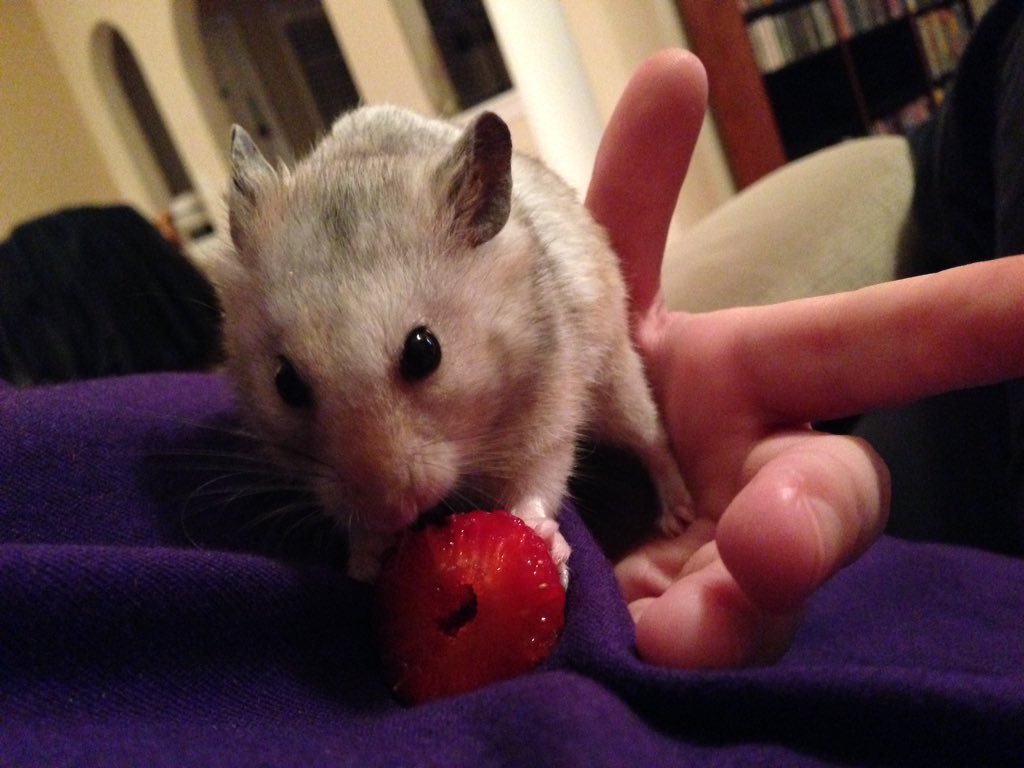 gckinsey's tweet photo. Strawberries are in season so Bucky got to try his first one tonight! #hamsters https://t.co/DrRwOoCx4x