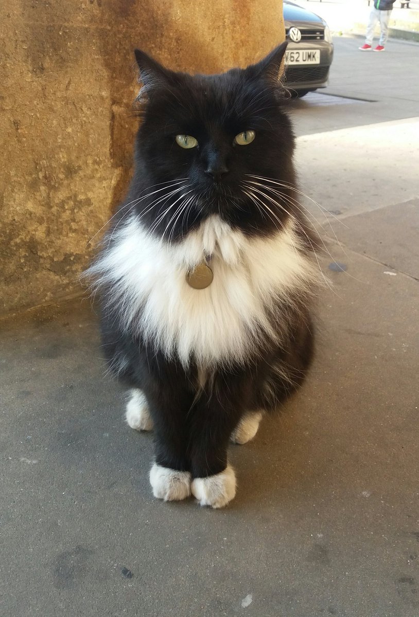 newstrack5's tweet image. Felix on early morning patrol  #felix #huddersfieldstationcat #railwaycat